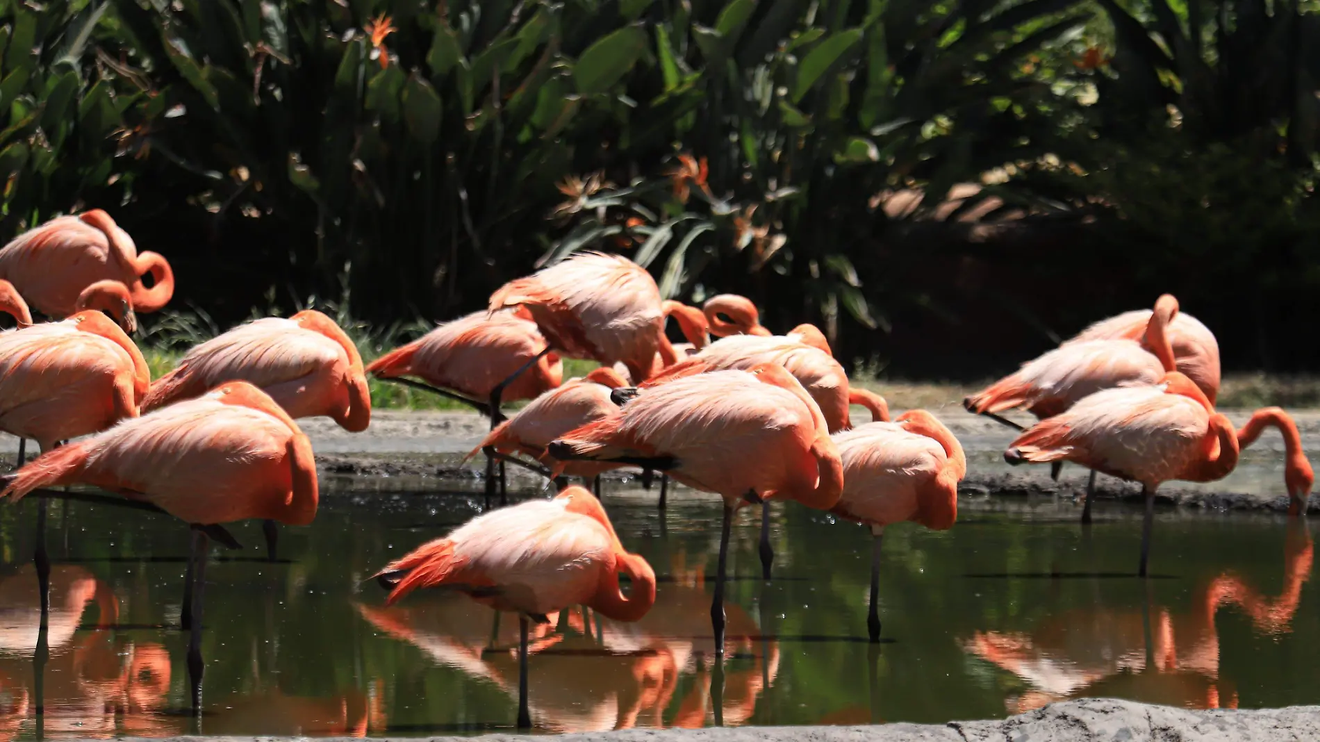 David Tamayo Flamencos